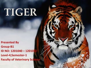 TIGER
Presented By
Group-B1
ID NO: 1201040 – 1201052
Level-4;Semester-1
Faculty of Veterinary Science
 
