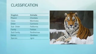 Tiger | PPTX | Cats | Pets