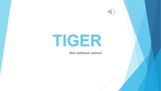 TIGER
Our national animal
 