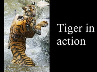 Tiger in action 