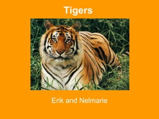 Tigers Erik and Nelmarie 