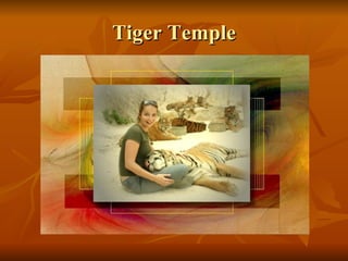 Tiger Temple 