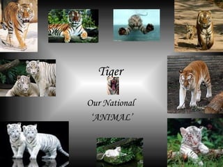 Tiger  Our National  ‘ ANIMAL’ 