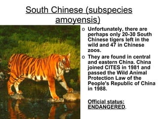 South Chinese (subspecies amoyensis)   Unfortunately, there are perhaps only 20-30 South Chinese tigers left in the wild and 47 in Chinese zoos.  They are found in central and eastern China. China joined CITES in 1981 and passed the Wild Animal Protection Law of the People's Republic of China in 1988.  Official status:   ENDANGERED .  