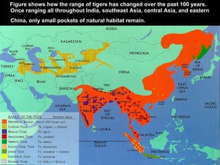 Figure shows how the range of tigers has changed over the past 100 years. Once ranging all throughout India, southeast Asia, central Asia, and eastern China, only small pockets of natural habitat remain.   