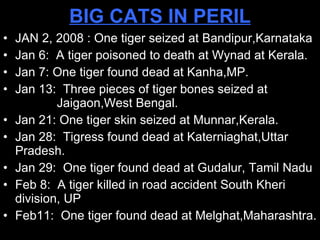BIG CATS IN PERIL JAN 2, 2008 : One tiger seized at Bandipur,Karnataka Jan 6:  A tiger poisoned to death at Wynad at Kerala. Jan 7: One tiger found dead at Kanha,MP.  Jan 13:  Three pieces of tiger bones seized at  Jaigaon,West Bengal. Jan 21: One tiger skin seized at Munnar,Kerala. Jan 28:  Tigress found dead at Katerniaghat,Uttar Pradesh. Jan 29:  One tiger found dead at Gudalur, Tamil Nadu Feb 8:  A tiger killed in road accident South Kheri division, UP Feb11:  One tiger found dead at Melghat,Maharashtra. 