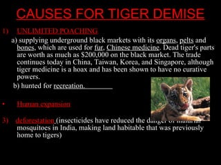 CAUSES FOR TIGER DEMISE UNLIMITED POACHING a) supplying underground black markets with its  organs ,  pelts  and  bones , which are used for  fur ,  Chinese medicine . Dead tiger's parts are worth as much as $200,000 on the black market. The trade continues today in China, Taiwan, Korea, and Singapore, although tiger medicine is a hoax and has been shown to have no curative powers.  b) hunted for  recreation.  Human expansion   3)   deforestation   (insecticides have reduced the danger of malarial mosquitoes in India, making land habitable that was previously home to tigers) . 