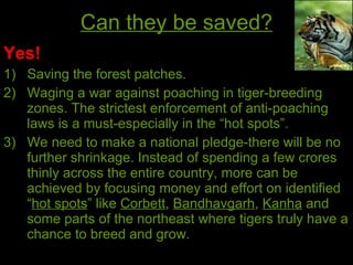 Can they be saved? Yes! 1)  Saving the forest patches. 2)  Waging a war against poaching in tiger-breeding zones. The strictest enforcement of anti-poaching laws is a must-especially in the “hot spots”. 3)  We need to make a national pledge-there will be no further shrinkage. Instead of spending a few crores thinly across the entire country, more can be achieved by focusing money and effort on identified “ hot spots ” like  Corbett ,  Bandhavgarh ,  Kanha  and some parts of the northeast where tigers truly have a chance to breed and grow.  