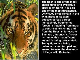 The tiger is one of the most  charismatic and evocative species on Earth-  it is also one of the most threatened. Only  6000  or so remain in the wild, most in isolated pockets spread across increasingly fragmented forests, stretching from India to south-eastern china and from the Russian far east to Sumatra , Indonesia. Across its range, this magnificent animal is being prosecuted. Today tigers are being poisoned, shot, trapped and snared to meet the demands of illegal wildlife trade. 