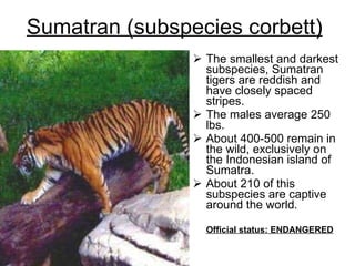 Sumatran (subspecies corbett)   The smallest and darkest subspecies, Sumatran tigers are reddish and have closely spaced stripes.  The males average 250 lbs.  About 400-500 remain in the wild, exclusively on the Indonesian island of Sumatra.  About 210 of this subspecies are captive around the world.  Official status: ENDANGERED   