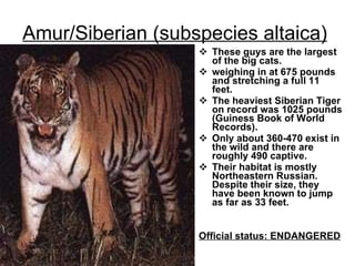 Amur/Siberian (subspecies altaica)   These guys are the largest of the big cats. weighing in at 675 pounds and stretching a full 11 feet.  The heaviest Siberian Tiger on record was 1025 pounds (Guiness Book of World Records).  Only about 360-470 exist in the wild and there are roughly 490 captive.  Their habitat is mostly Northeastern Russian. Despite their size, they have been known to jump as far as 33 feet.  Official status: ENDANGERED  