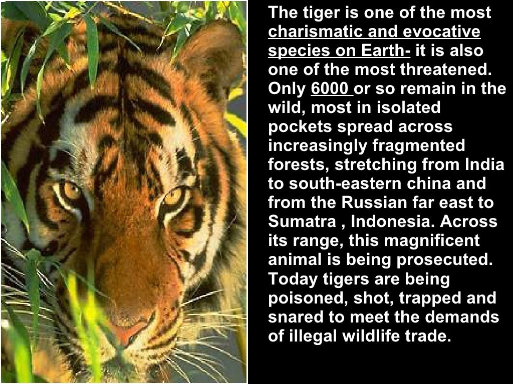 SAVE THE TIGER