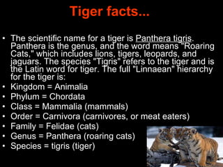 Tiger facts...   The scientific name for a tiger is  Panthera tigris . Panthera is the genus, and the word means "Roaring Cats," which includes lions, tigers, leopards, and jaguars. The species "Tigris" refers to the tiger and is the Latin word for tiger. The full "Linnaean" hierarchy for the tiger is: Kingdom = Animalia Phylum = Chordata Class = Mammalia (mammals)  Order = Carnivora (carnivores, or meat eaters) Family = Felidae (cats)  Genus = Panthera (roaring cats) Species = tigris (tiger)  