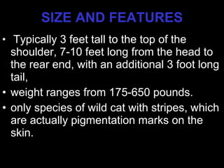 SIZE AND FEATURES Typically 3 feet tall to the top of the shoulder, 7-10 feet long from the head to the rear end, with an additional 3 foot long tail,  weight ranges from 175-650 pounds.  only species of wild cat with stripes, which are actually pigmentation marks on the skin. 