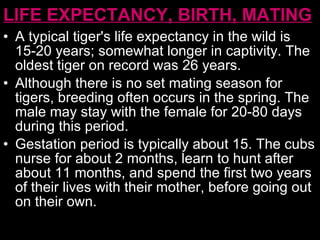 LIFE EXPECTANCY, BIRTH, MATING   A typical tiger's life expectancy in the wild is 15-20 years; somewhat longer in captivity. The oldest tiger on record was 26 years. Although there is no set mating season for tigers, breeding often occurs in the spring. The male may stay with the female for 20-80 days during this period.  Gestation period is typically about 15. The cubs nurse for about 2 months, learn to hunt after about 11 months, and spend the first two years of their lives with their mother, before going out on their own.  