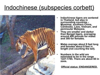 Indochinese (subspecies corbett)   Indochinese tigers are centered in Thailand, but also in surrounding countries - Myanmar, southern China, Cambodia, Laos, Vietnam, and peninsular Malaysia.  They are smaller and darker than Bengal tigers, averaging around 400 pounds for males and 300 for females.  Males average about 9 feet long and females about 8 feet in length (not counting the tail).  Numbers in the wild are estimated to be in the range 1227-1785. There are about 60 in zoos.  Official status: ENDANGERED.   