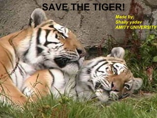SAVE THE TIGER! Made by: Shaily yadav  AMITY UNIVERSITY 
