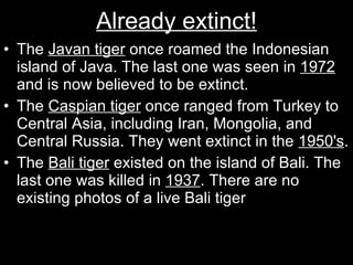 Already extinct! The  Javan tiger  once roamed the Indonesian island of Java. The last one was seen in  1972  and is now believed to be extinct. The  Caspian tiger  once ranged from Turkey to Central Asia, including Iran, Mongolia, and Central Russia. They went extinct in the  1950's . The  Bali tiger  existed on the island of Bali. The last one was killed in  1937 . There are no existing photos of a live Bali tiger  