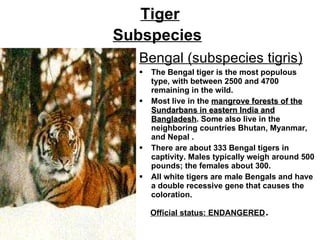 Tiger Subspecies   Bengal (subspecies tigris) The Bengal tiger is the most populous type, with between 2500 and 4700 remaining in the wild.  Most live in the  mangrove forests of the Sundarbans in eastern India and Bangladesh . Some also live in the neighboring countries Bhutan, Myanmar, and Nepal . There are about 333 Bengal tigers in captivity. Males typically weigh around 500 pounds; the females about 300.  All white tigers are male Bengals and have a double recessive gene that causes the coloration.  Official status: ENDANGERED . 