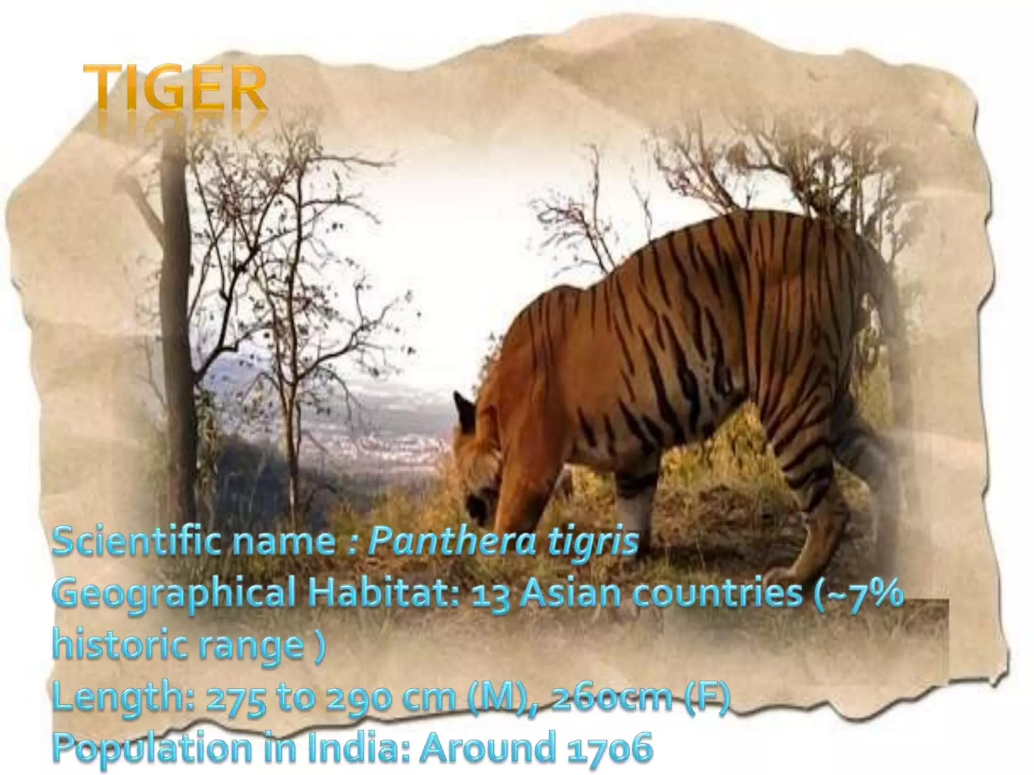 Tiger conservation measures in india | PPTX