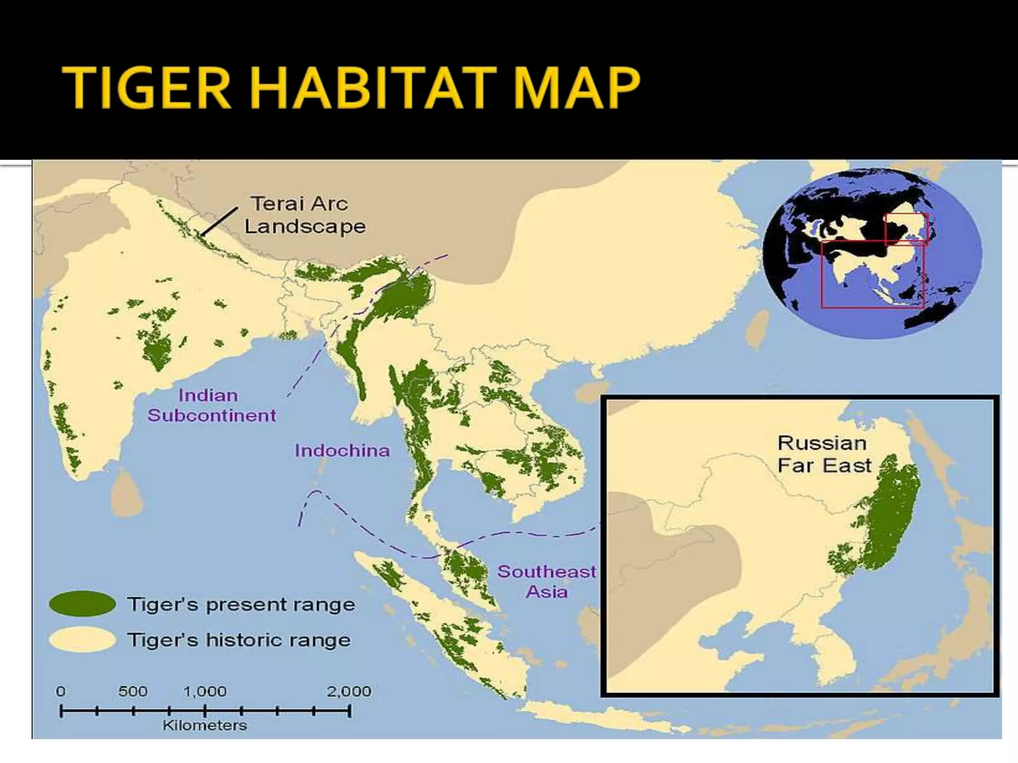 Tiger conservation measures in india | PPTX