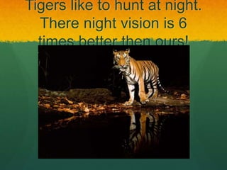 Tigers like to hunt at night.
There night vision is 6
times better then ours!
 