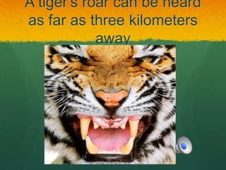 A tiger's roar can be heard
as far as three kilometers
away
 