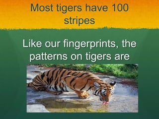 Most tigers have 100
stripes
Like our fingerprints, the
patterns on tigers are
unique to each animal.
 