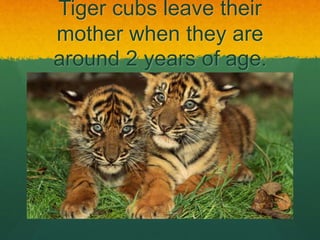 Tiger cubs leave their
mother when they are
around 2 years of age.
 