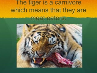 The tiger is a carnivore
which means that they are
meat eaters.
 