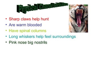 • Sharp claws help hunt
• Are warm blooded
• Have spinal columns
• Long whiskers help feel surroundings
• Pink nose big nostrils