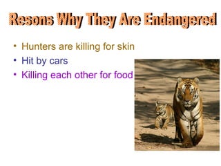 • Hunters are killing for skin
• Hit by cars
• Killing each other for food