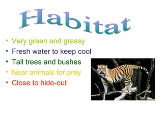 • Very green and grassy
• Fresh water to keep cool
• Tall trees and bushes
• Near animals for prey
• Close to hide-out
