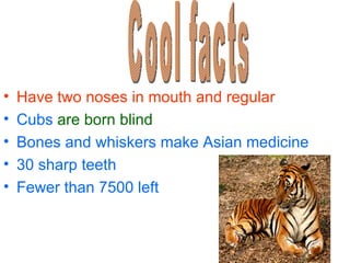 • Have two noses in mouth and regular
• Cubs are born blind
• Bones and whiskers make Asian medicine
• 30 sharp teeth
• Fewer than 7500 left