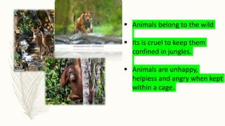  Animals belong to the wild
 Its is cruel to keep them
confined in jungles.
 Animals are unhappy,
helpless and angry when kept
within a cage.
 