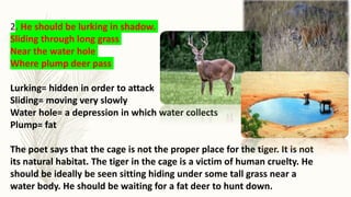 2. He should be lurking in shadow.
Sliding through long grass
Near the water hole
Where plump deer pass
Lurking= hidden in order to attack
Sliding= moving very slowly
Water hole= a depression in which water collects
Plump= fat
The poet says that the cage is not the proper place for the tiger. It is not
its natural habitat. The tiger in the cage is a victim of human cruelty. He
should be ideally be seen sitting hiding under some tall grass near a
water body. He should be waiting for a fat deer to hunt down.
 