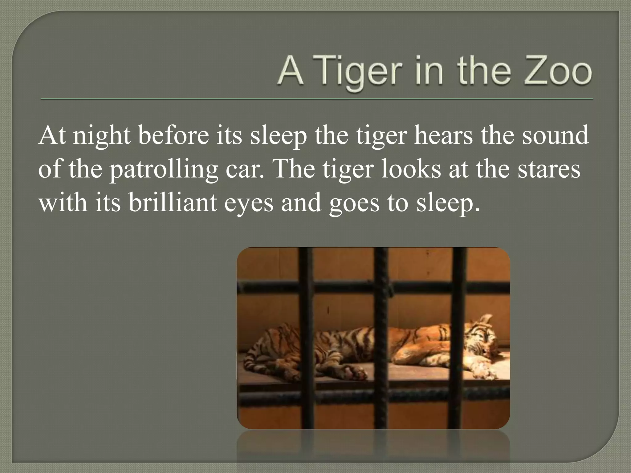 At night before its sleep the tiger hears the sound
of the patrolling car. The tiger looks at the stares
with its brilliant eyes and goes to sleep.
 
