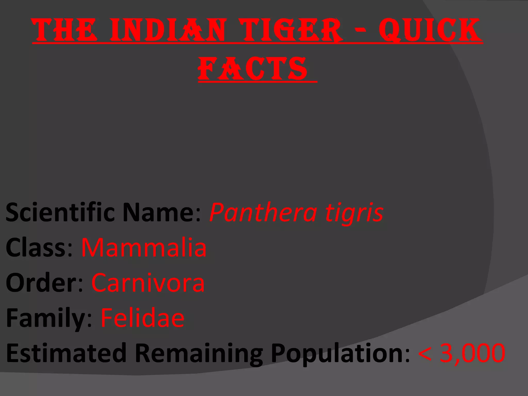 Scientific Name :  Panthera tigris Class :  Mammalia Order :  Carnivora Family :  Felidae Estimated Remaining Population :  < 3,000 The Indian Tiger - Quick Facts   