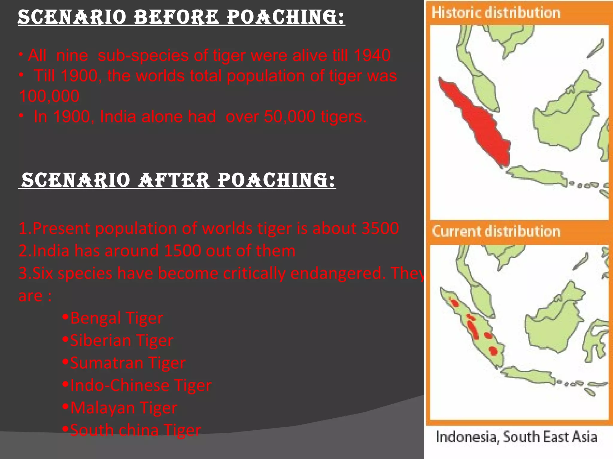 SCENARIO BEFORE POACHING: All  nine  sub-species of tiger were alive till 1940 Till 1900, the worlds total population of tiger was 100,000 In 1900, India alone had  over 50,000 tigers. SCENARIO AFTER POACHING: 1.Present population of worlds tiger is about 3500 2.India has around 1500 out of them 3.Six species have become critically endangered. They are : Bengal Tiger Siberian Tiger Sumatran Tiger Indo-Chinese Tiger Malayan Tiger South china Tiger 