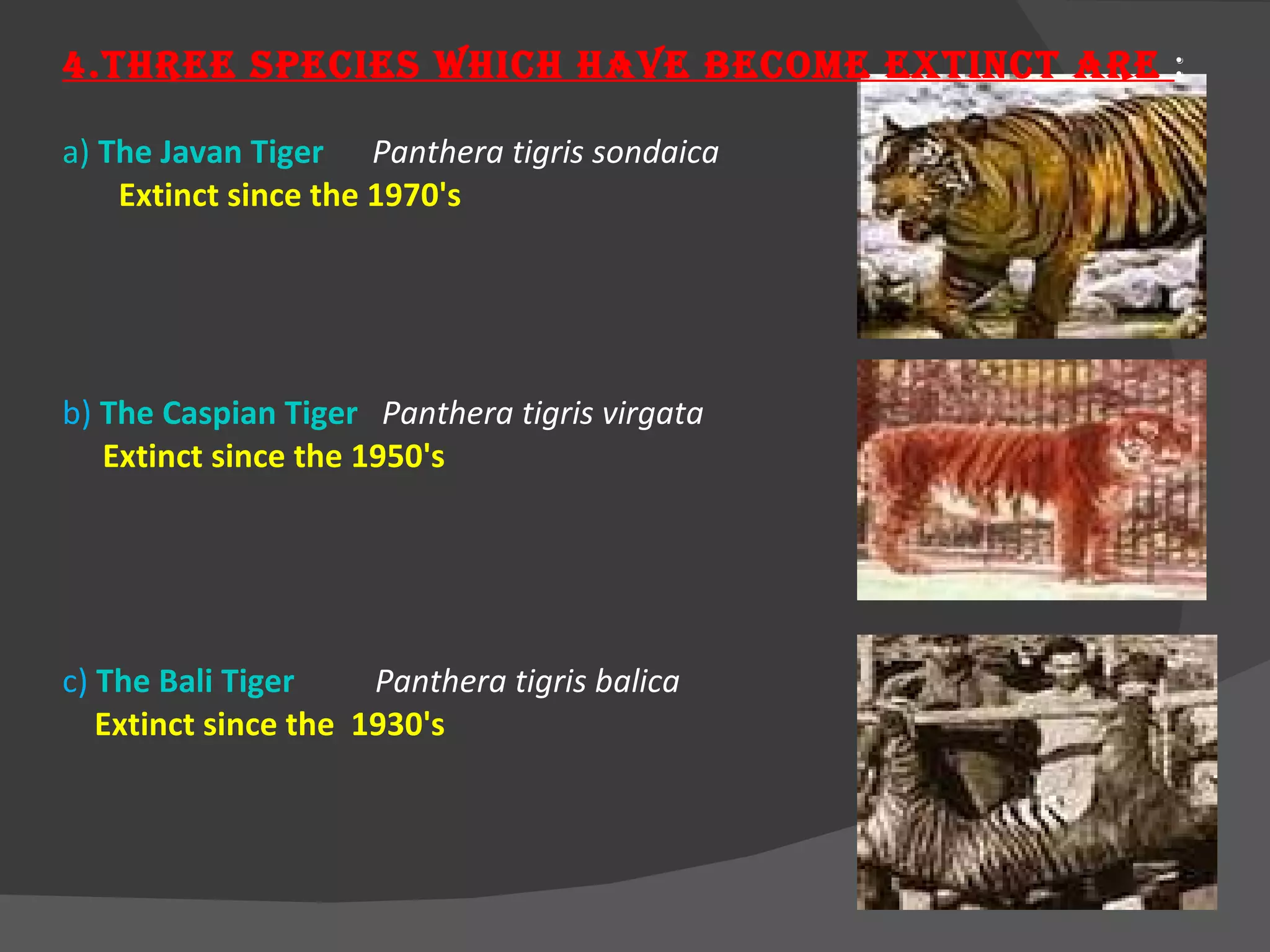 4.Three species which have become extinct are  : a)  The Javan Tiger   Panthera tigris sondaica Extinct since the 1970's b)  The Caspian Tiger   Panthera tigris virgata  Extinct since the 1950's c)   The Bali Tiger   Panthera tigris balica  Extinct since the  1930's 