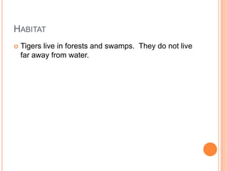 HabitatTigers live in forests and swamps.  They do not live far away from water.