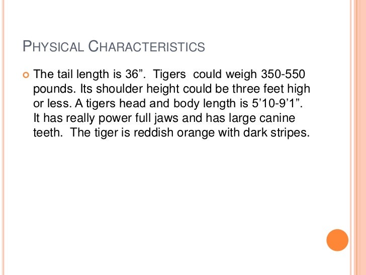 Tiger powerpoint