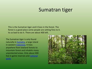 Sumatran tigerThis is the Sumatran tiger and it lives in the forest. The forest is a good place some people are setting fires to it. its so bad to do it. There are about 400 left. The Sumatran tiger is only found naturally in Sumatra, a large island in western Indonesia. It lives anywhere from lowland forests to mountain forest and inhabits many unprotected areas. Only about 400 live in game reserves and national parks