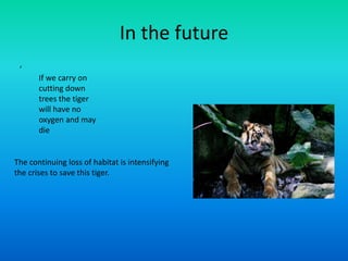 In the future , If we carry on cutting down trees the tiger will have no oxygen and may dieThe continuing loss of habitat is intensifying the crises to save this tiger.