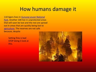 How humans damage it 110 tigers lives in GunungLeuser National Park. Another 100 live in unprotected areas that will soon be lost and the rest are spread out in areas that are quickly being lost to agriculture. The reserves are not safe because, despite Setting fires is bad STOP doing it look at this.