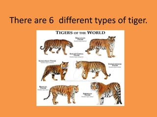Tiger research task | PPT