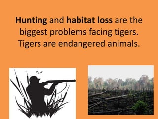 Hunting and habitat loss are the
biggest problems facing tigers.
Tigers are endangered animals.
 