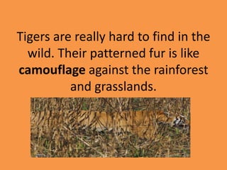 Tigers are really hard to find in the
wild. Their patterned fur is like
camouflage against the rainforest
and grasslands.
 