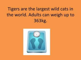 Tigers are the largest wild cats in
the world. Adults can weigh up to
363kg.
 
