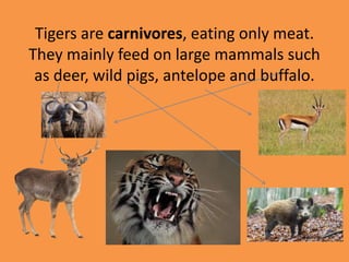 Tigers are carnivores, eating only meat.
They mainly feed on large mammals such
as deer, wild pigs, antelope and buffalo.
 